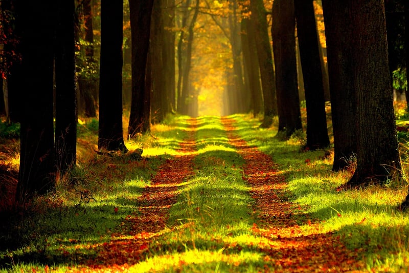 Forest Escape